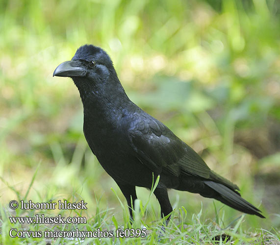 Corvus macrorhynchos fe0395