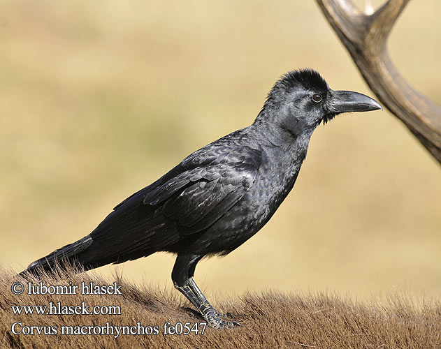 Corvus macrorhynchos fe0547