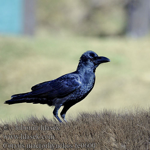 Corvus macrorhynchos fe0600