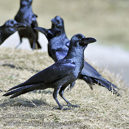 Corvus macrorhynchos fe0643