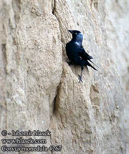 Corvus monedula soemeringii Jackdaw Dohle Choucas tours Grajilla Común Kavka obecná obyčajná Allike Kauw Naakka Taccola Kaie Kaja Kauw Csóka Kawka Stancuta Küçük Karga 寒鸦 Галка ニシコクマルガラス غراب الزرع Κάργια Gralha-de-nuca-cinzenta Галка קאק