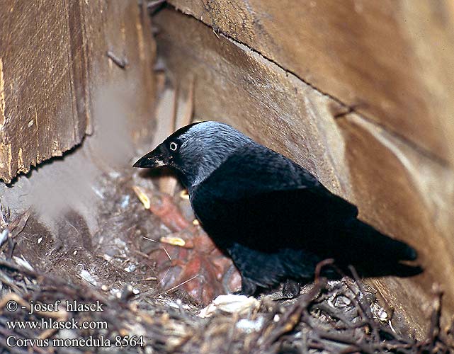 Corvus monedula 8564