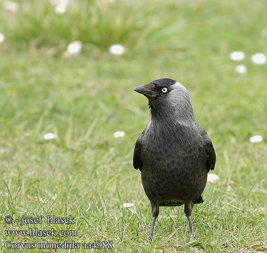 Corvus monedula aa4988