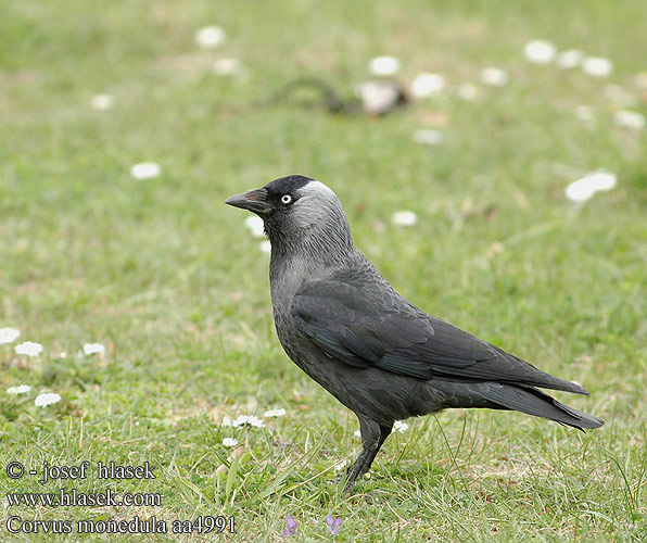 Corvus monedula aa4991