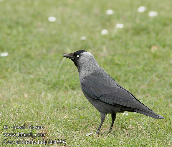 Corvus monedula aa4996