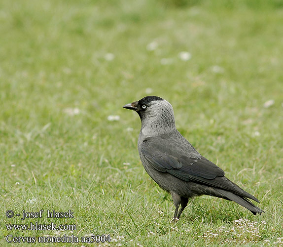 Corvus monedula aa5004