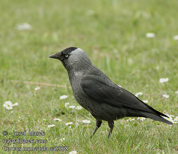 Corvus monedula aa5008