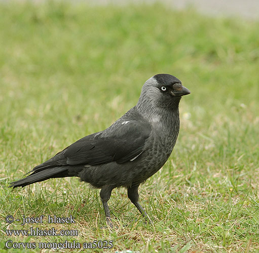 Corvus monedula aa5025