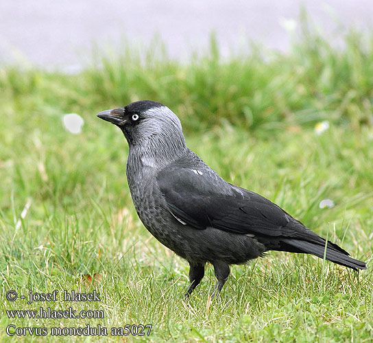 Corvus monedula aa5027