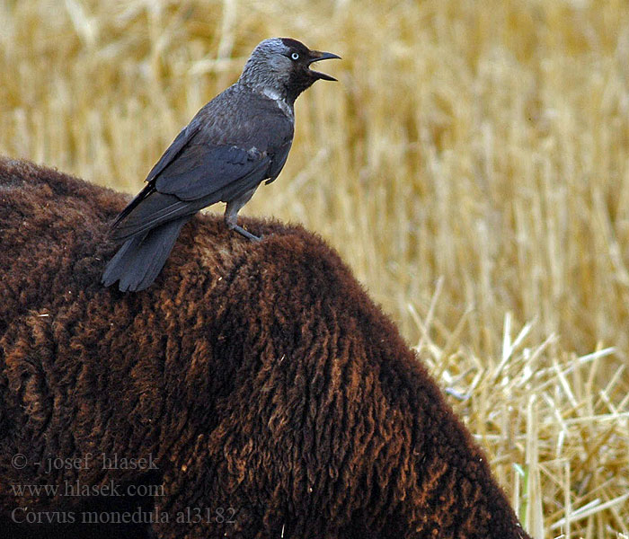 Corvus monedula al3182