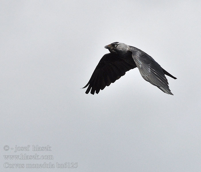 Corvus monedula Grajilla Común kavka obecná obyčajná