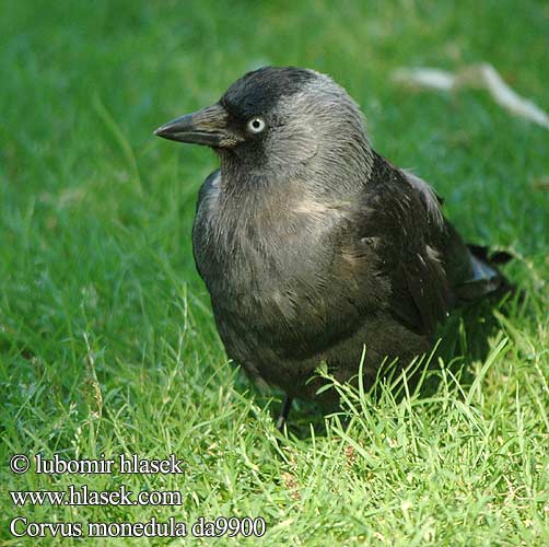 Corvus monedula da9900