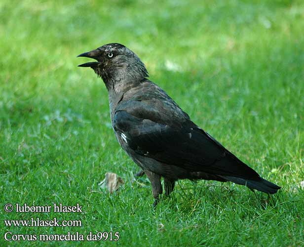 Corvus monedula da9915