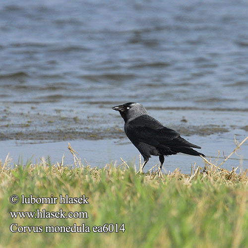 Corvus monedula Jackdaw Dohle Choucas tours