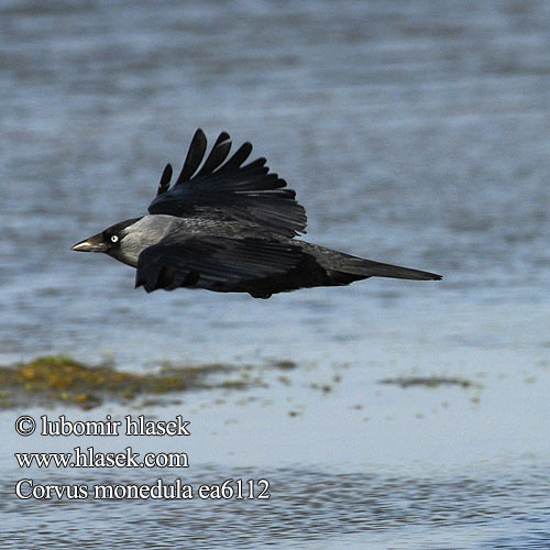 Corvus monedula kavka obecná obyčajná Allike Kauw