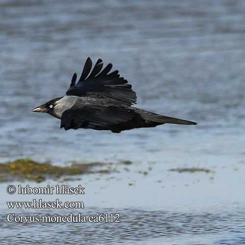 Corvus monedula ea6112