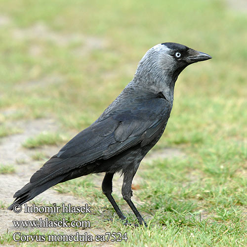 Corvus monedula Jackdaw Dohle Choucas tours Grajilla