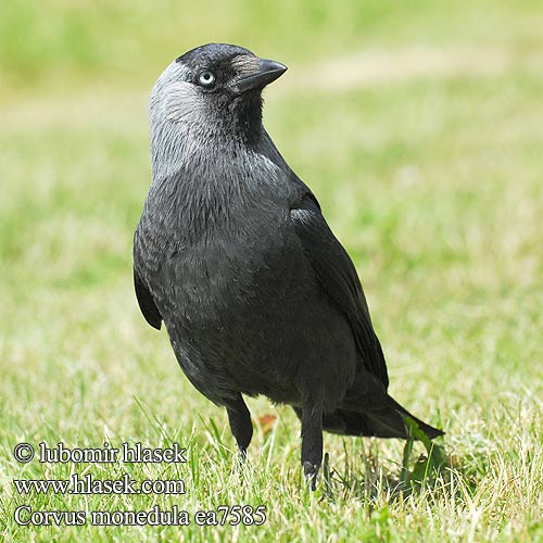 Corvus monedula ea7585