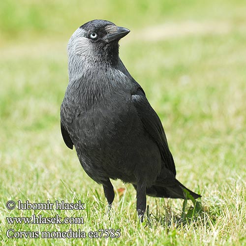 Corvus monedula Choucas tours Grajilla Común