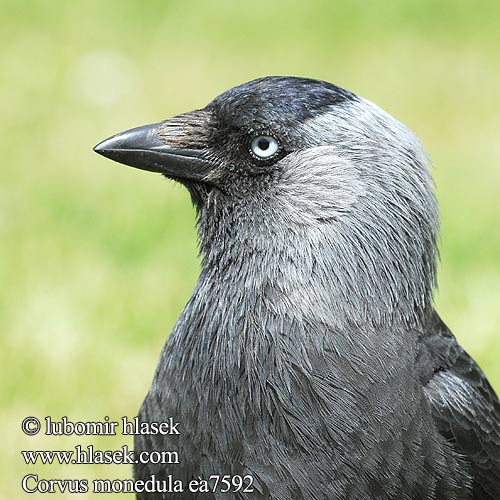 Corvus monedula Grajilla Común Kavka obecná