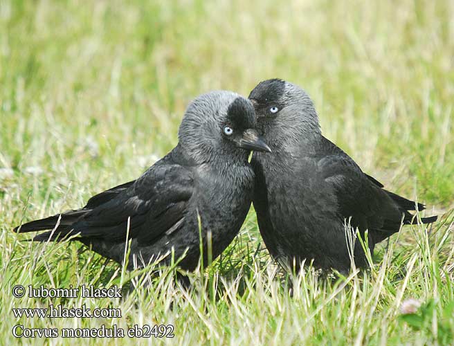 Corvus monedula Kavka obecná obyčajná Allike