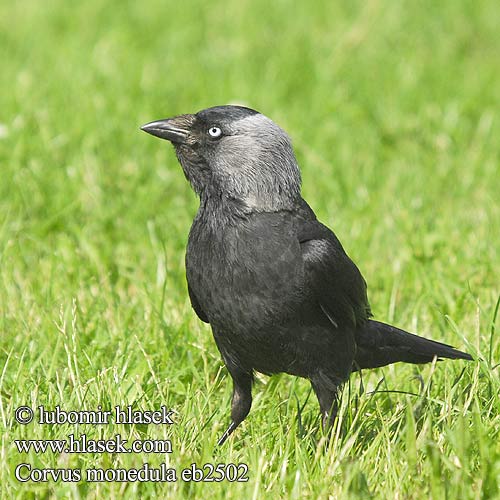 Corvus monedula Kavka obyčajná Allike Kauw