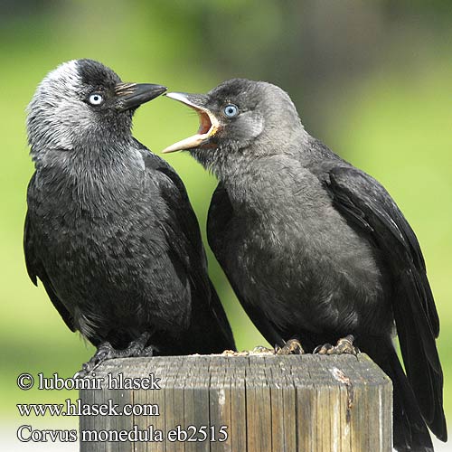 Corvus monedula eb2515