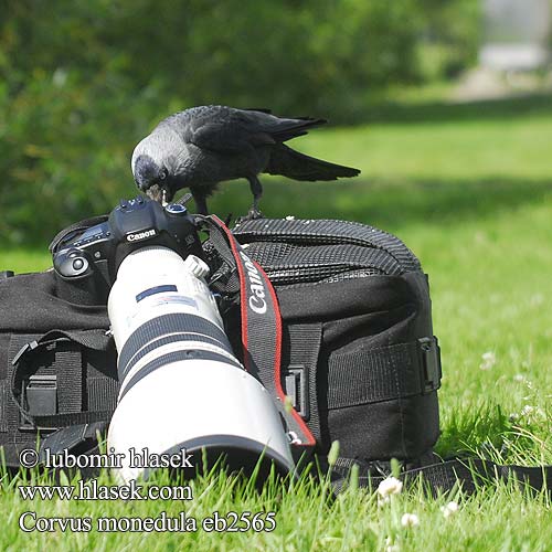 Corvus monedula Kawka Stancuta Küçük Karga