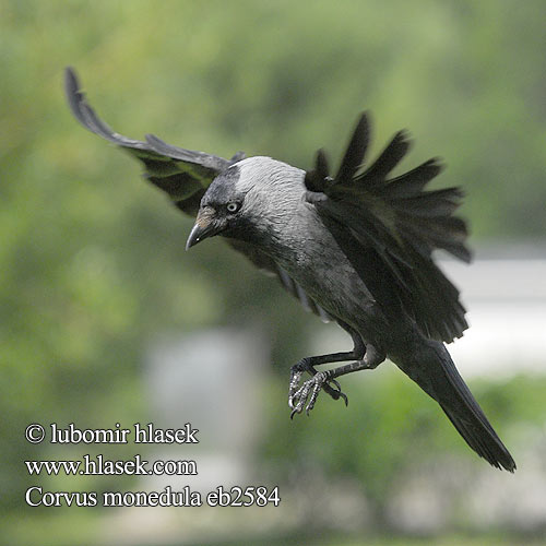 Corvus monedula 寒鸦 Галка ニシコクマルガ�
