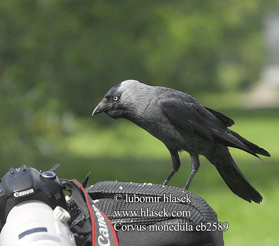 Corvus monedula Галка קאק Jackdaw Dohle