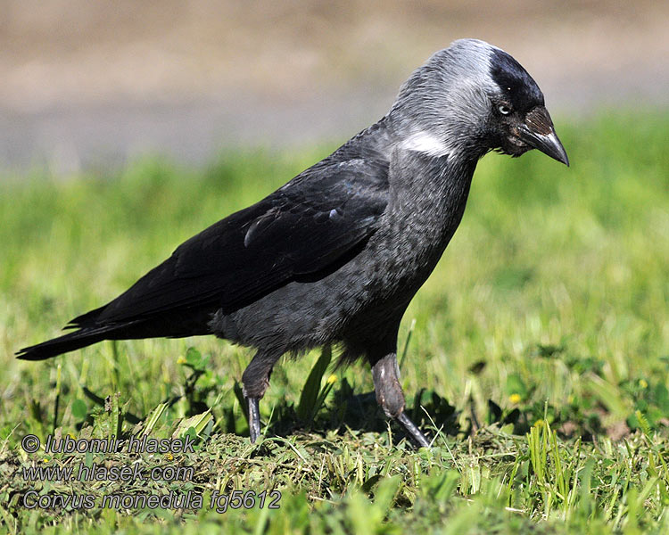 Grajilla Común Corvus monedula