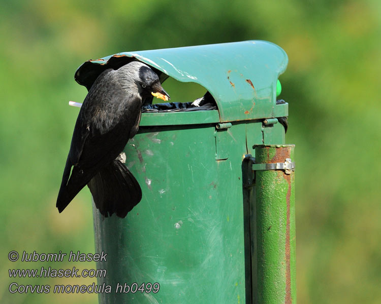 Kavka obecná Corvus monedula