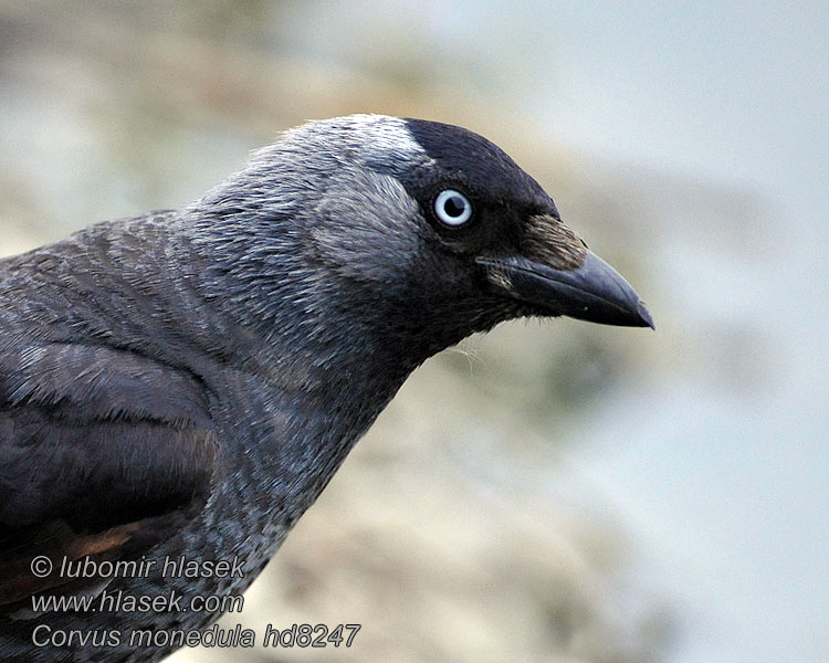 Jackdaw Dohle Corvus monedula