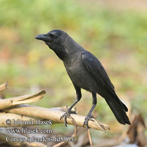 Corvus splendens House Crow Colombo Gray-necked Vrána domácí