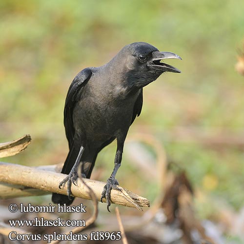 Glanzkrähe イエガラス Cuervo Indio Corbeau familier