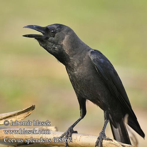 Corvus splendens fd8967