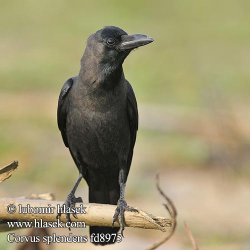 Corvus splendens fd8975