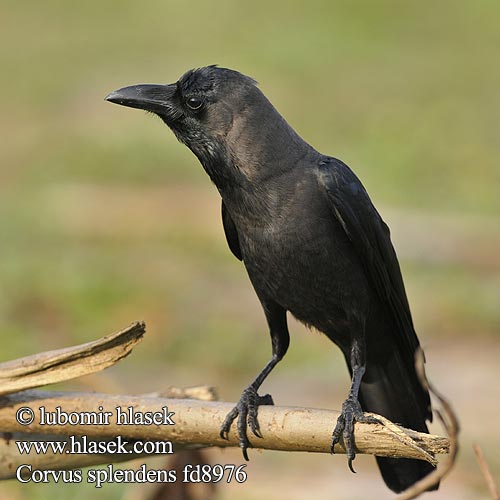 Corvus splendens fd8976