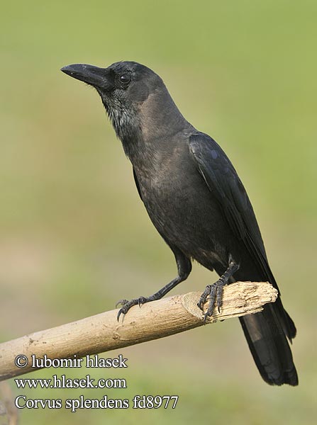 Corvus splendens fd8977