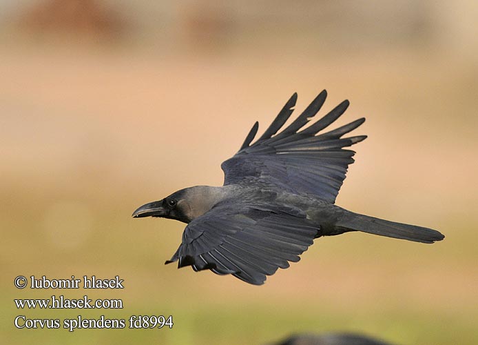House Crow Colombo Gray-necked Vrána domácí Glanzkrähe