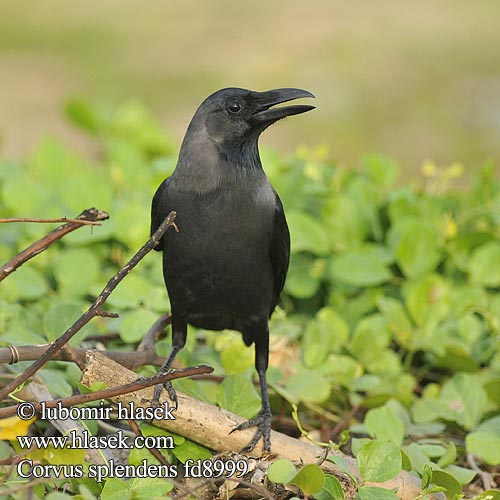 Corvus splendens fd8999