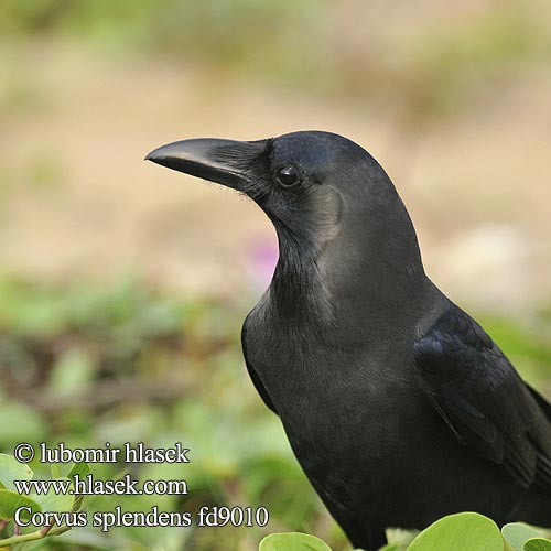 イエガラス Cuervo Indio Corbeau familier Cornacchia grigia indiana