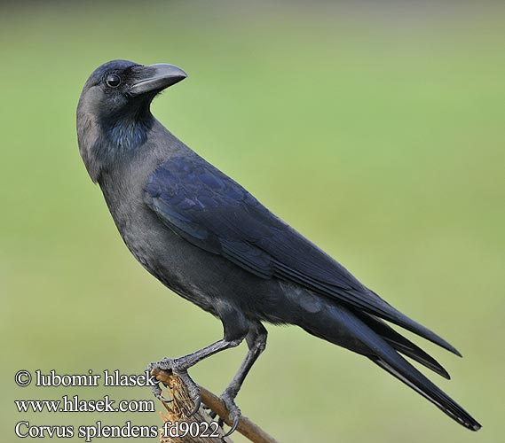 Corvus splendens fd9022