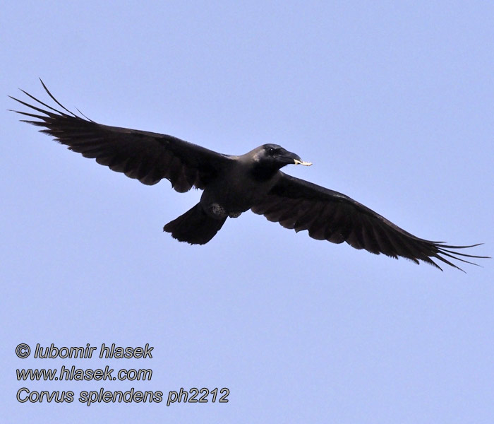 Corvus splendens