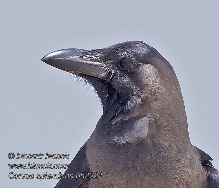 Corvus splendens