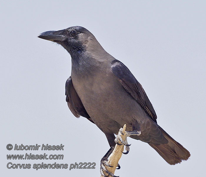 Corvus splendens