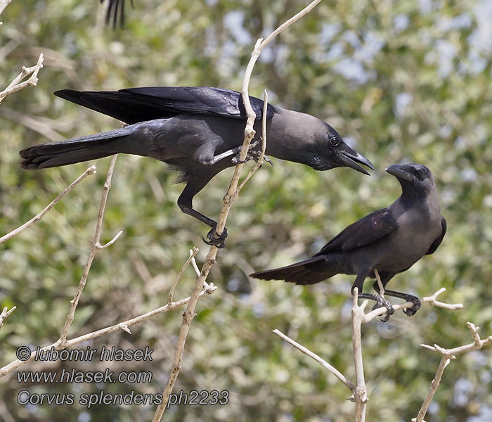 Corvus splendens