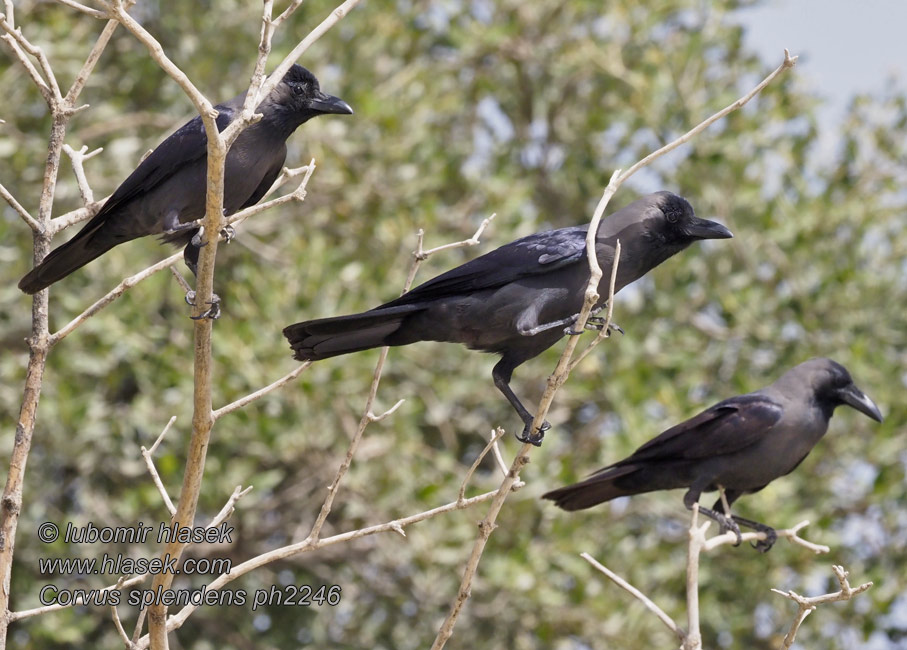 Corvus splendens