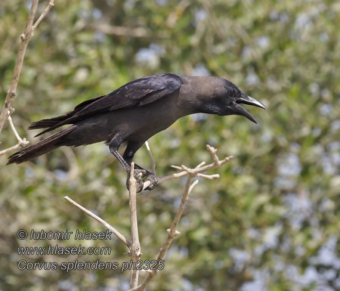 Corvus splendens