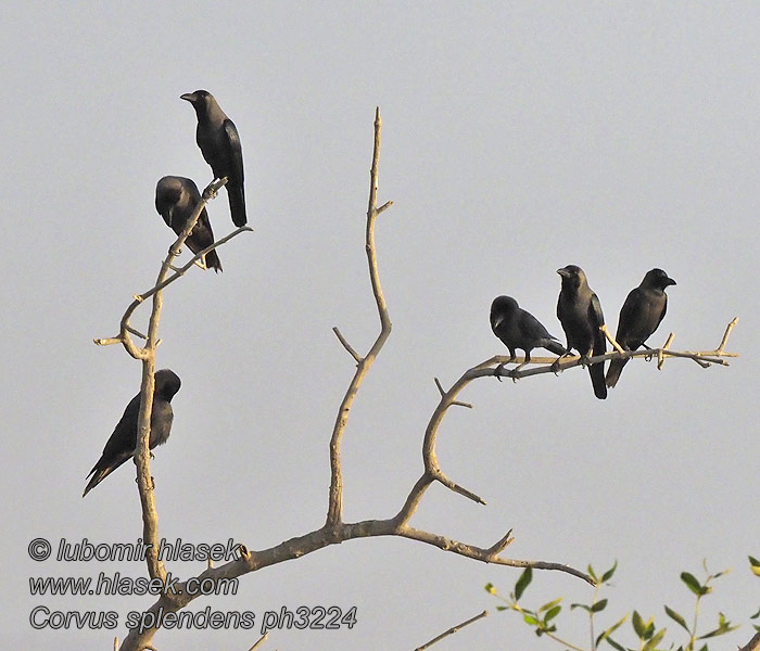 Corvus splendens